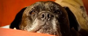  La epilepsia canina afecta al 0,6% de los perros en España: más de 55.000 animales