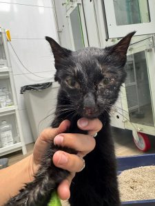 VETOVEN denuncia la muerte evitable de una gata por las restricciones en la prescripción de antibióticos