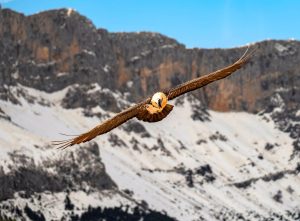 Detectan en Picos de Europa mosquitos potencialmente transmisores de enfermedades "letales" para la fauna