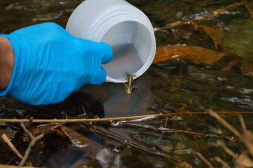 Reintroducen más de 350 ejemplares de tritón del Montseny (Barcelona) en su hábitat natural