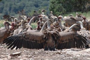 Detenido un ganadero que abandonó el cadáver de una yegua con la que se envenenaron tres buitres leonados