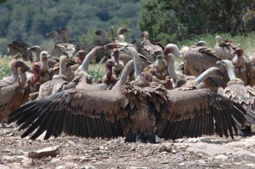 Detenido un ganadero que abandonó el cadáver de una yegua con la que se envenenaron tres buitres leonados