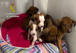 Investigan a un vecino de A Guarda que abandonó en un aparcamiento una camada de cinco cachorros