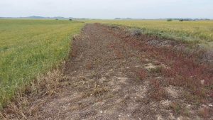 El Govern abona 356.537 euros en ayudas para proteger la avifauna en zonas esteparias