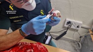 Investigado por abandonar cuatro perros recién nacidos en un contenedor de basura en La Llosa