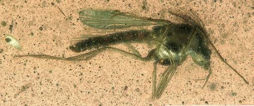 CSIC halla unos fósiles de insectos acuáticos en ámbar en Nueva Zelanda que revelarían nuevas claves sobre su extinción