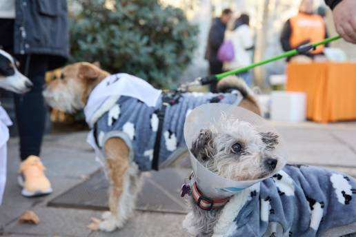 Veterinarios anuncian protestas el 26 de marzo frente a delegaciones de Gobierno y forman el Comité de Crisis VET