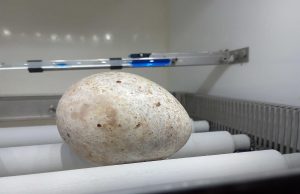 Grefa y la Junta rescatan un huevo de buitre negro en Burgos después de que el macho del nido muriera electrocutado