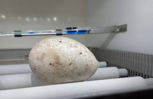 Grefa y la Junta rescatan un huevo de buitre negro en Burgos después de que el macho del nido muriera electrocutado