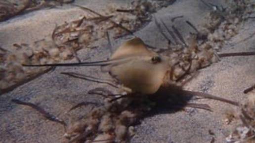 La UIB participa en un proyecto europeo para promover la conservación de tiburones y rayas en el Mediterráneo