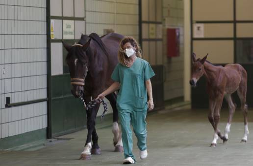 El Colegio de Veterinarios expedirá la Tarjeta de Movimiento Equino tras el convenio firmado con la Comunidad