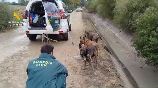 El Seprona rescata a tres perros de una acequia en Dos Hermanas mientras halla a sus dueños