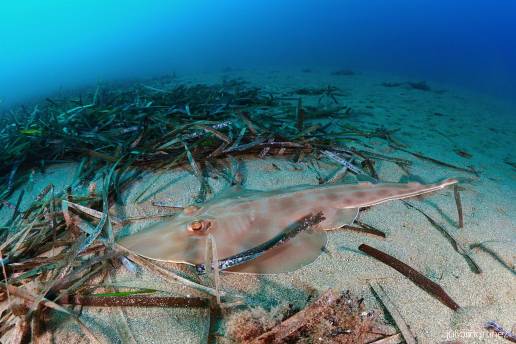 La UMU recibe financiación para continuar estudiando el pez guitarra común, en peligro de extinción