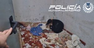 Rescatan un galgo en estado de abandono total en un trastero de Usera