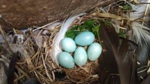 Las hembras de estornino protegen su puesta expulsando a los huevos parásitos en función del tamaño, según un estudio