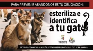 El Ayuntamiento de Salamanca previene el abandono de gatos domésticos y refuerza control y gestión de colonias felinas