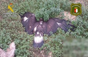 Detenida una persona por la muerte de un águila real que fue envenenada en Albacete
