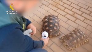 Intervenidas 17 especies protegidas que se comercializaban ilegalmente a través de internet en Málaga