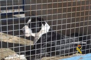 CCOO alerta que el "abandono" del Ayuntamiento al zoosanitario pone en "riesgo a ciudadanos y bienestar animal"