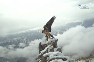 Nacen en libertad tres quebrantahuesos en Picos de Europa, dos en Cantabria y uno en Asturias