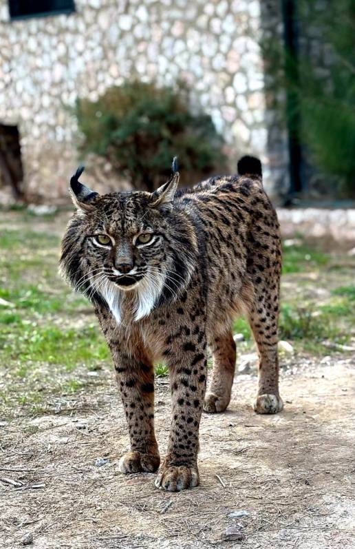 Brisa, uno de los primeros linces ibéricos nacidos en cautividad, cumple sus 20 años de vida en Terra Natura Murcia