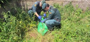 Investigado por delito grave de maltrato animal el presunto autor de la muerte de un perro en Tegueste (Tenerife)