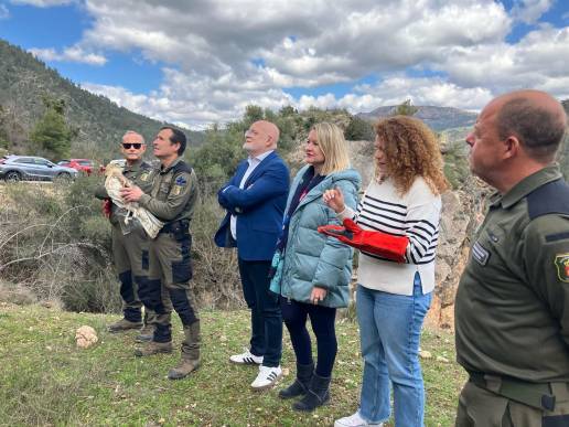 Reintroducida una joven de águila culebrera en el medio natural en Bogarra a través de un proyecto de la Junta