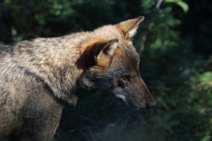 PACMA convoca una manifestación el sábado en Callao para "salvar al lobo ibérico"