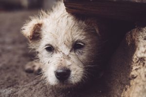 Investigado por arrojar a tres cachorros de perro a un contenedor de basuras en Collado Mediano