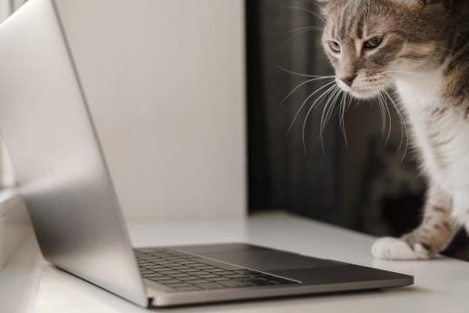 Incorporación de la telemedicina por vídeo para mejorar la gestión en casa de las enfermedades crónicas en gatos: un enfoque en los problemas crónicos de movilidad