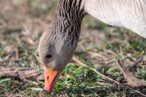 El TS confirma 15 meses de cárcel por maltrato animal a un granjero que dejó morir a 170 ocas en Córdoba