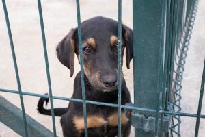 Un hombre entra un refugio de animales de Ferrol y libera a una docena de perros