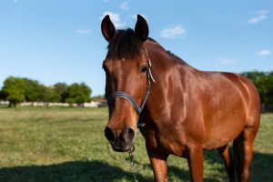 El Hospital Clínico Veterinario de la UEx ofrece 11 caballos sementales de una "calidad inigualable"