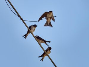 Escolares de la Región participan en una campaña de sensibilización sobre aves migratorias y la protección de sus nidos