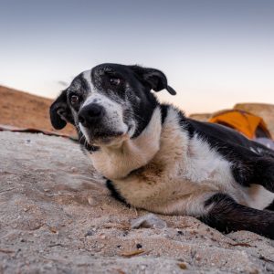 Detenido un hombre por maltrato animal a un perro que tuvo que ser sacrificado debido a su mal estado