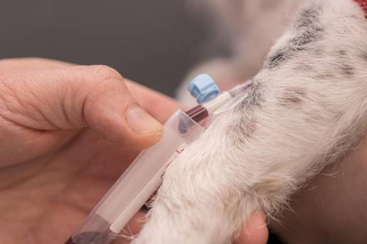 Identificación de la proteína 1 asociada a metástasis (MTA1) como nuevo marcador molecular del carcinoma urotelial canino