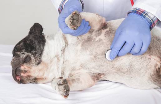 Un novedoso índice de riesgo de cáncer Alertix-Cancer validado en múltiples fases para la detección precoz de neoplasias malignas caninas