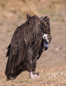 SEO/BirdLife en Extremadura ha impulsado desde 2006 los censos de más de 50 especies