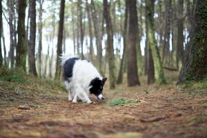 La Comarca Comunidad de Teruel organiza charlas de introducción al adiestramiento canino para perros truferos