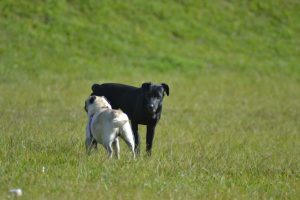 Investigan a las personas que llevaban dos perros sueltos que atacaron a un hombre en Es Migjorn