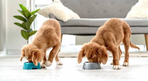Importancia de una dieta adecuada para cachorros con problemas gastrointestinales
