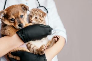 NUEVOS DATOS SOBRE EL ESTRÉS Y LOS PROBLEMAS DE SALUD DE LOS PROFESIONALES DE LA MEDICINA VETARINARIA: ¿CÓMO LES ESTÁ AFECTANDO LA LEY DEL MEDICAMENTO VETERINARIO?
