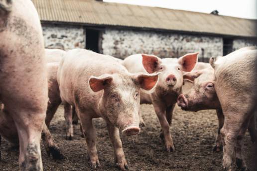 El efecto de la asparagina-13 en la proteína de la envoltura del virus de la diarrea epidémica porcina sobre la patogenicidad