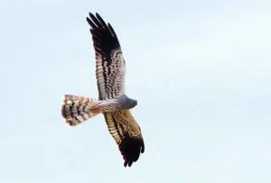 Entidades españolas y portuguesas inician una campaña para proteger nidos de aguilucho cenizo