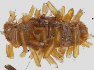 Una oruga carnívora se ‘viste’ con los restos de sus presas