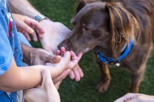 4 maneras en que las terapias con animales mejoran la salud y calidad de vida en los niños TEA y sus familias