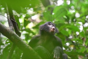 La comunicación de los bonobos tiene similitudes al lenguaje humano