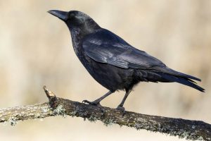 Las cornejas distinguen formas geométricas irregulares igual que los humanos