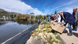 El Gobierno regional suelta 30 cercetas pardillas más en la Comunidad