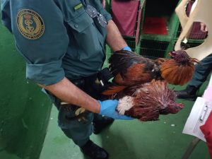Intervienen un reñidero de gallos en Chiclana con una treintena de ejemplares sin atención veterinaria